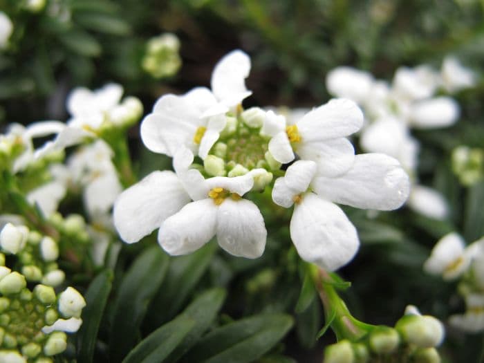 candytuft 'Appen-Etz'