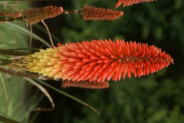 Red-hot poker 'Jonathan'