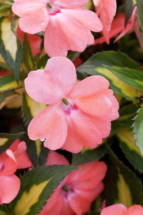 busy lizzie [SunPatiens Spreading Variegated Salmon]