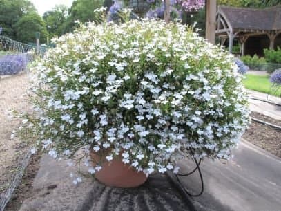 Trailing Lobelia 'Balobwaspar'