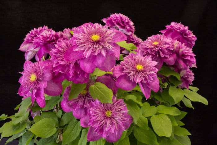 clematis 'Kaiser'