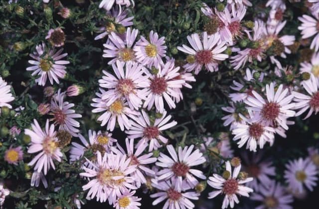 Michaelmas daisy 'Coombe Fishacre'