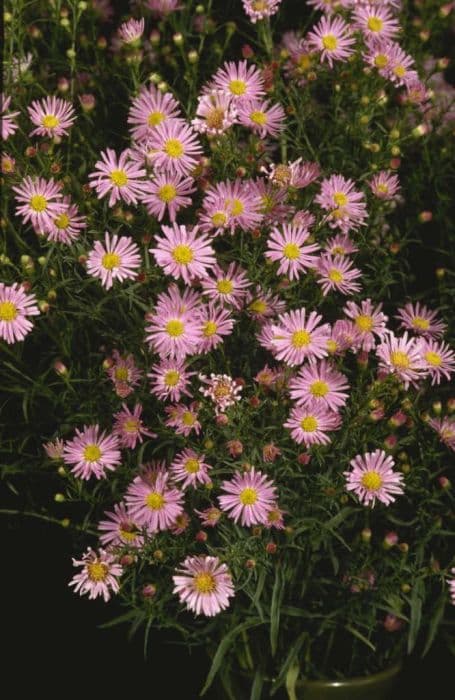 aster 'Ochtendgloren'