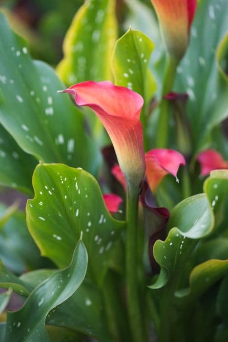 Arum lily 'Captain Odeon'