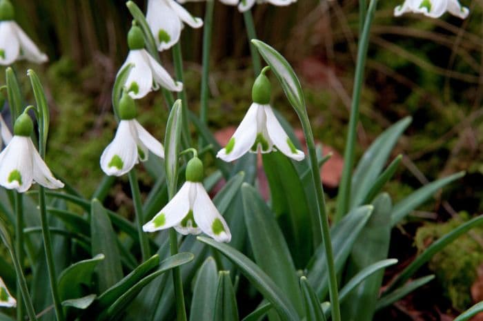 snowdrop 'Trympostor'