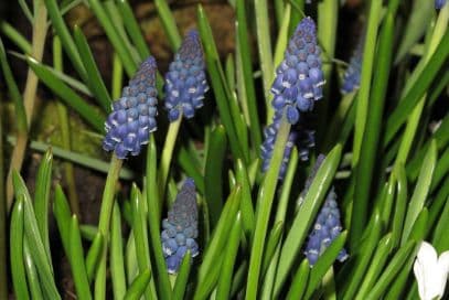 grape hyacinth 'Joyce Spirit'