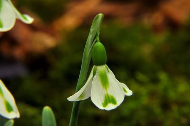 Snowdrop 'Philippe André Meyer'