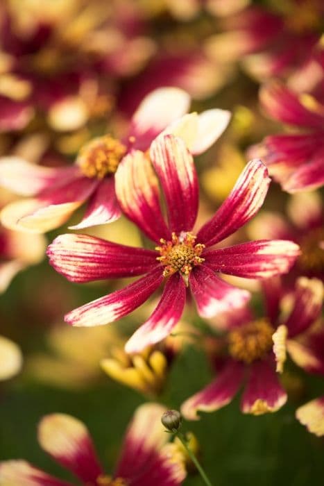 tickseed 'Bengal Tiger'