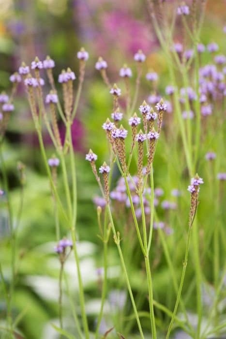 Mountain Blue Vervain 'Lavender Spires'