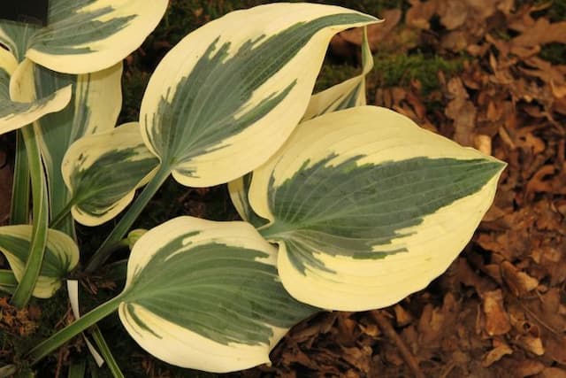 Plantain lily 'Firn Line'
