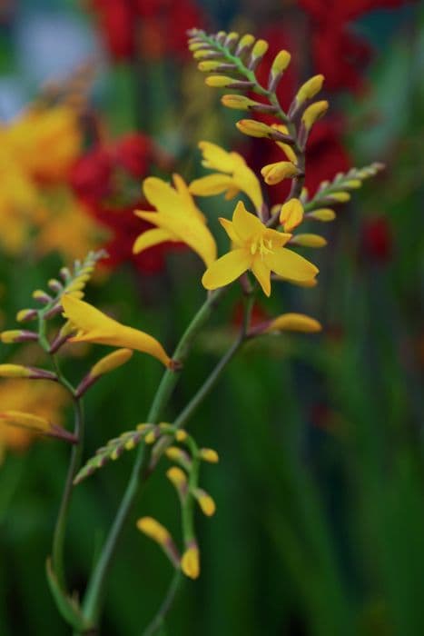 Montbretia 'Sunglow'