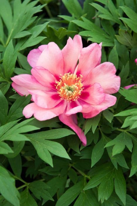 peony 'Magical Mystery Tour'