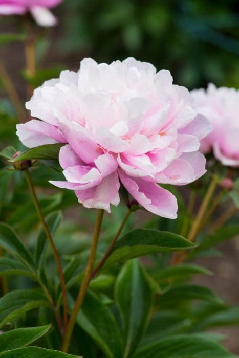 peony 'Lan Ju'