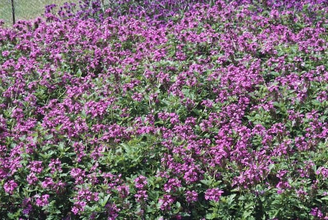 Vervain 'Toronto'