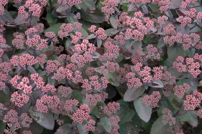 orpine 'Xenox'