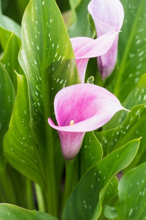 arum lily 'Captain Violetta'