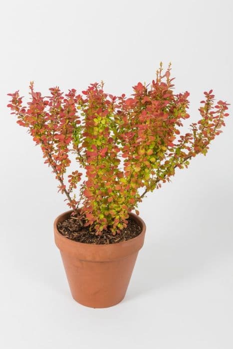 Japanese barberry 'Orange Sunrise'