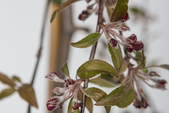 purple crab apple 'Crimson Cascade'