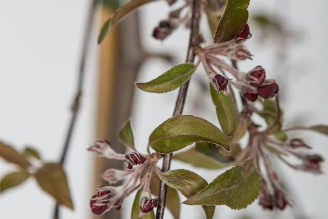 Purple crab apple 'Crimson Cascade'