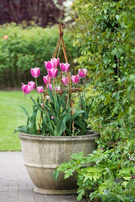 tulip 'Jumbo Beauty'