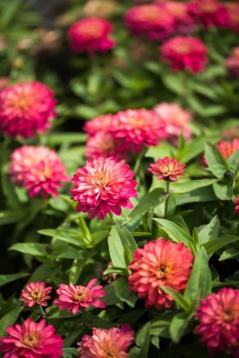 zinnia [Double Zahara Salmon Rose]