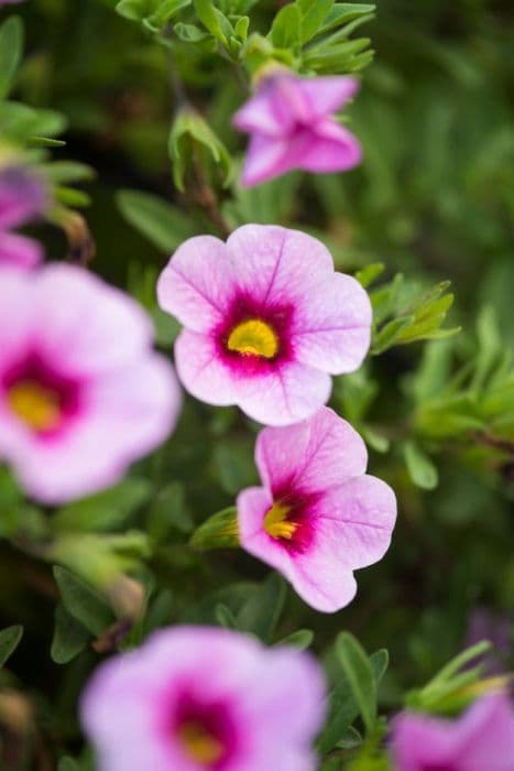 calibrachoa [Calibasket Pink Doll]