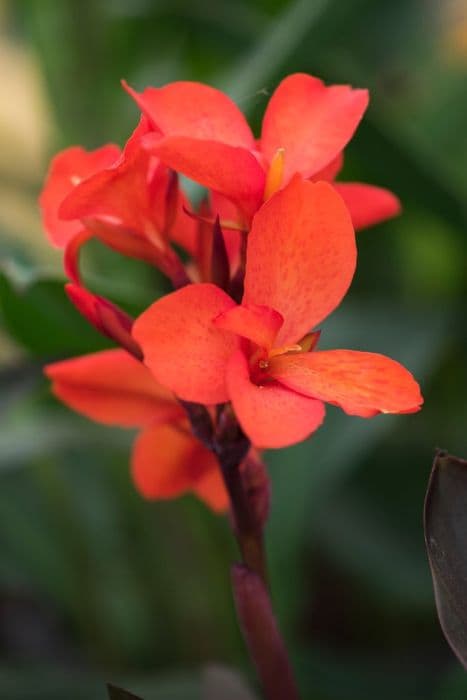 Canna 'Happy Julia'