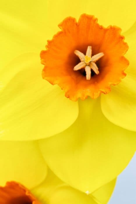 Daffodil 'Senara'