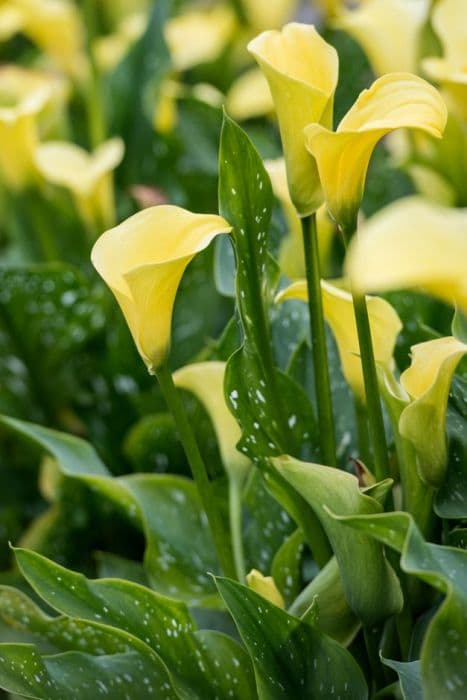 arum lily 'Captain Memphis'