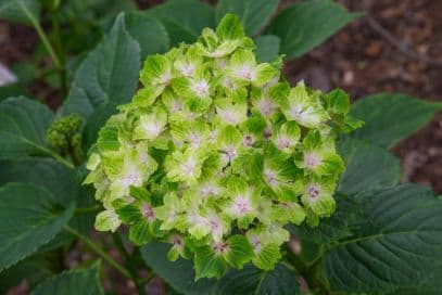 Mophead Hydrangea 'Hortmarhso'