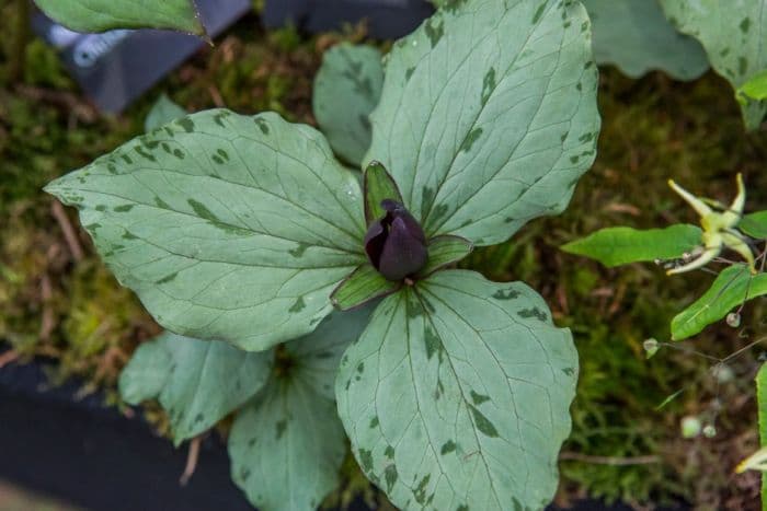 wake robin 'Green Frost'