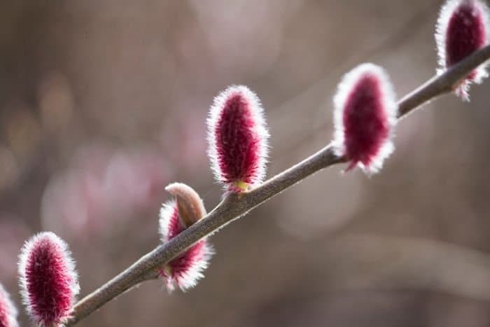 Willow 'Mount Aso'