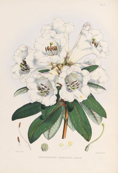 Dalhousie's rhododendron