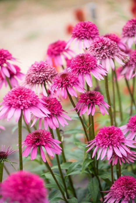 coneflower 'Elegance'