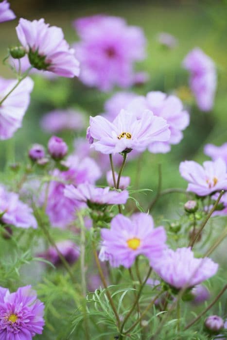 cosmea 'Double Click Rose Bonbon'