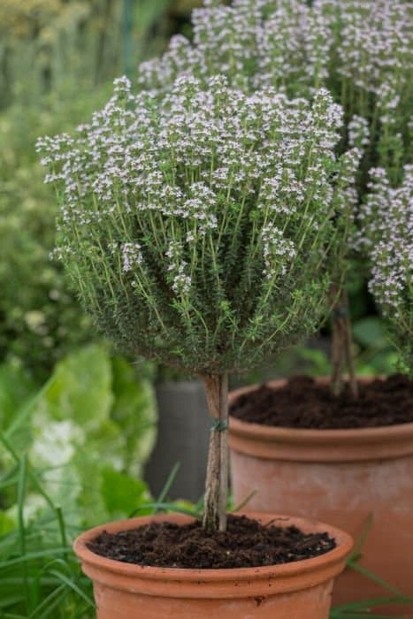 Common Thyme 'Faustini'