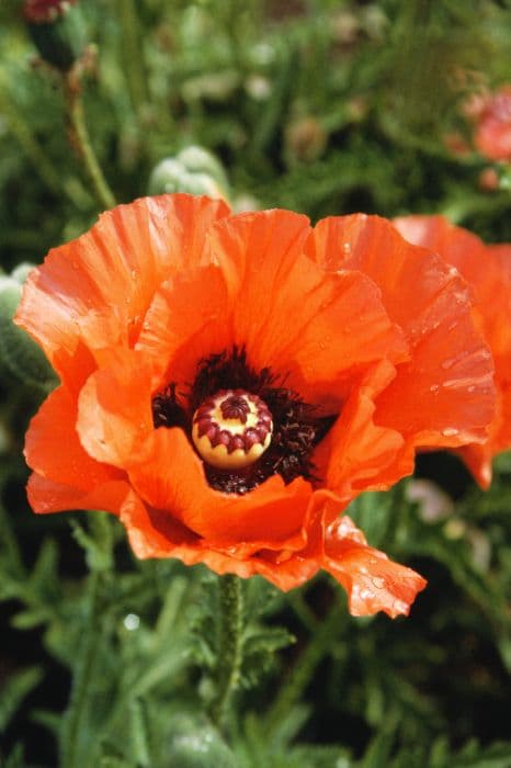 oriental poppy 'Leuchtfeuer'