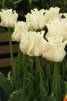 Tulip 'White Liberstar'