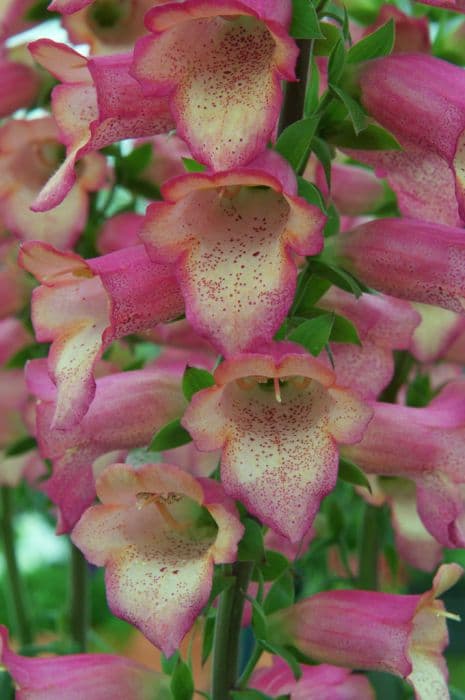 foxglove [Illumination Ruby Slippers]