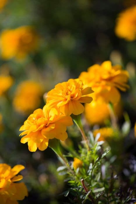 French marigold 'Alumia Gold'