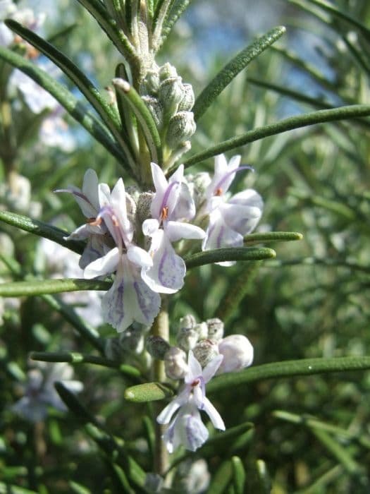 rosemary 'Gorizia'