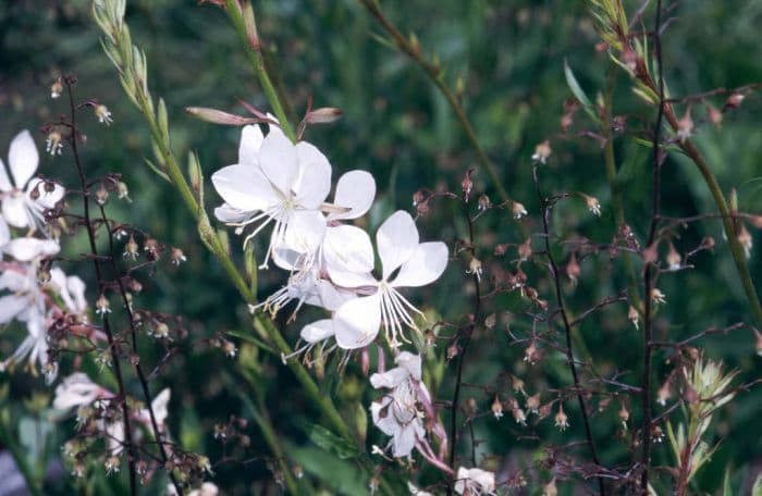 white gaura