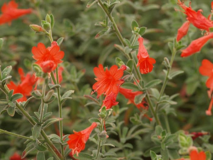 California fuchsia 'Ed Carman'