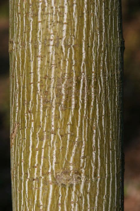 Manchurian striped maple