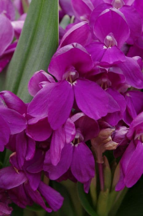 Hume roscoea 'Stephanie Bloom'