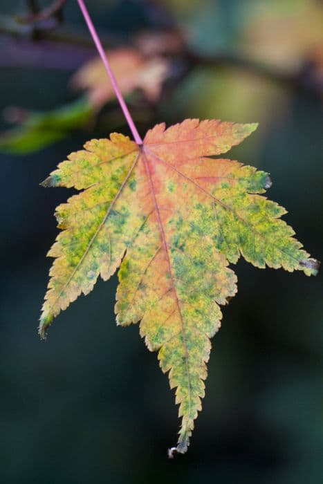 Small-leaved maple