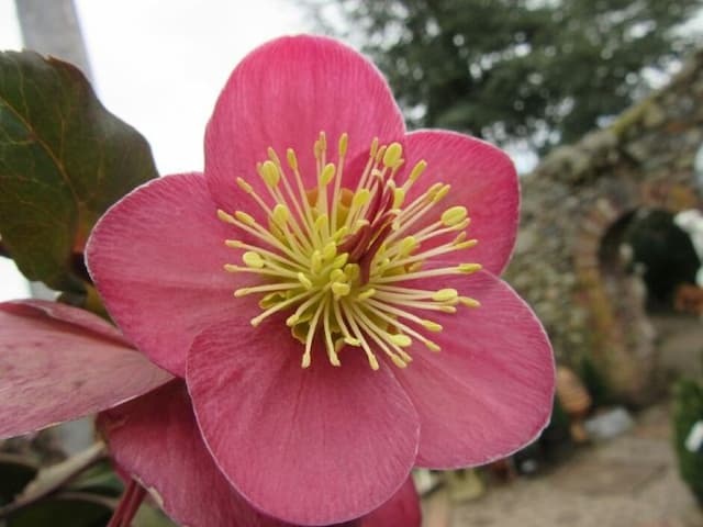 Hellebore [Cheryl's Shine]