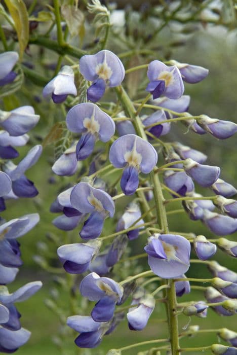 Valder's wisteria 'Lavender Lace'