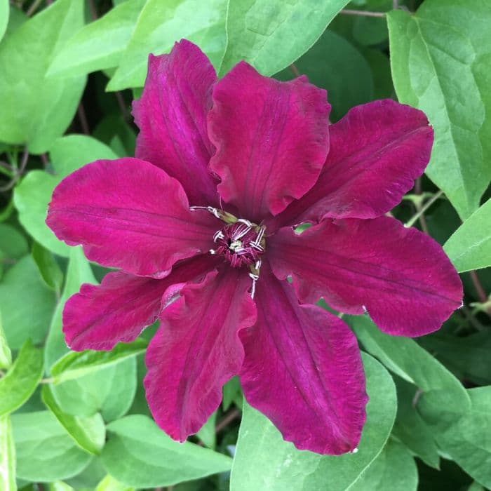 clematis 'Meghan'