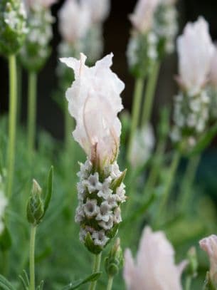 Lavandula × cadevallii 'Fw Whimsical'